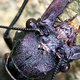 Illustration for article titled World's largest—and most gross—aquatic insect discovered in China